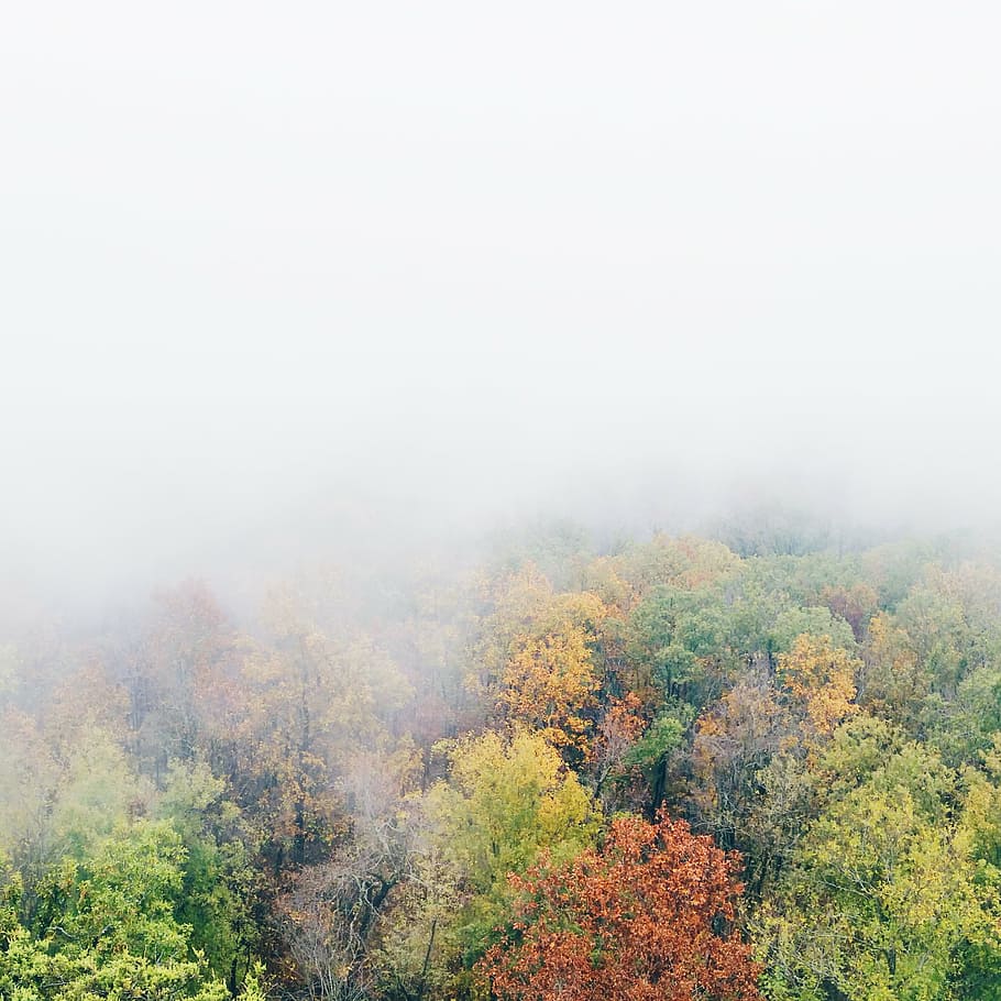 green and brown trees covered with fog, cloudy sky, fall trees HD wallpaper