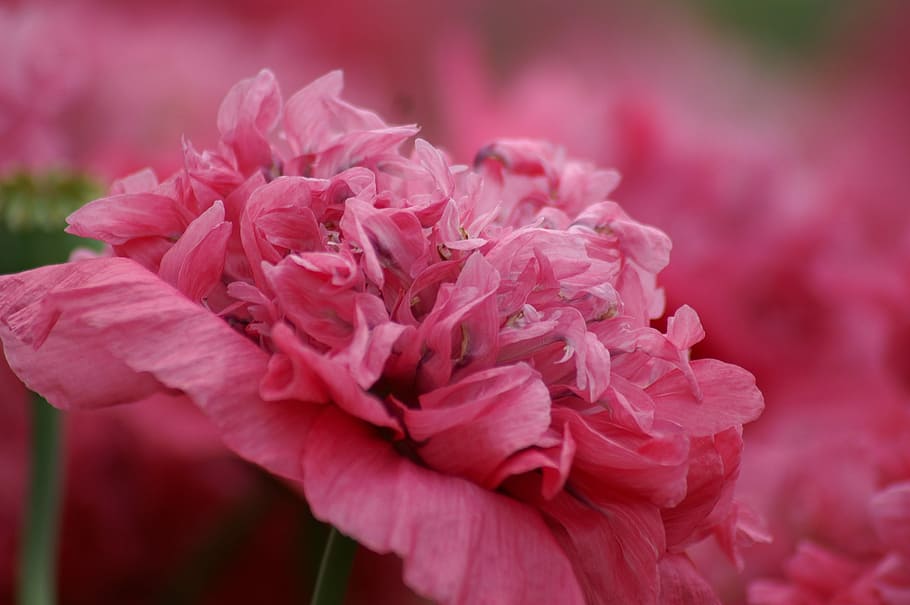 Pink, Flower, Love, pink flower, flowers, pink flowers, garden