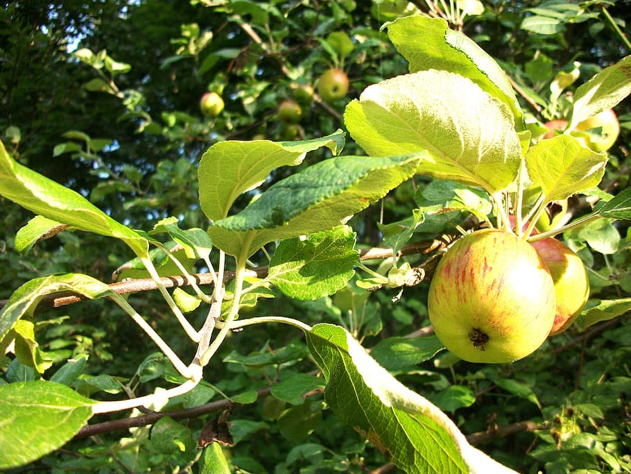 Apple Tree Hd Image