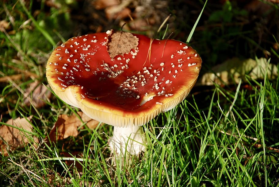 nature, toadstool, autumn, mushroom, fungus, food, plant, growth HD wallpaper