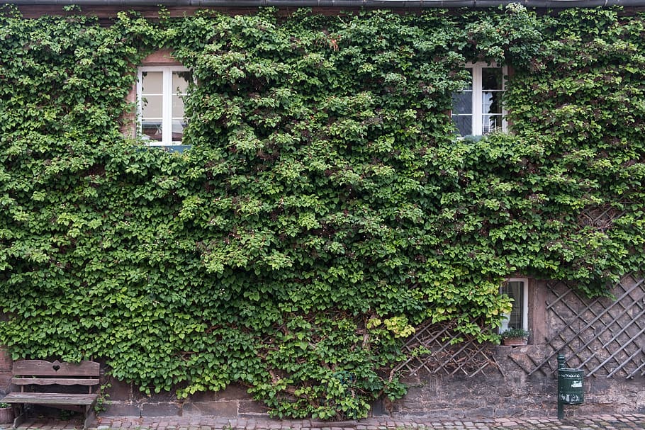 home, building, window, green, ivy, old, antique, idyllic, bank HD wallpaper