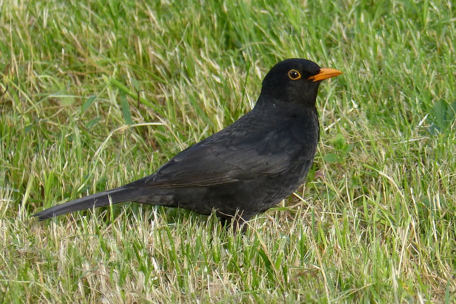 blackbird, grass, animal themes, one animal, animal wildlife HD wallpaper