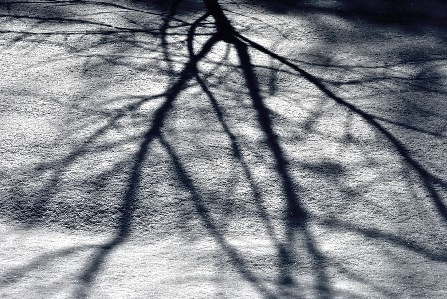 tree, shadow, snow, branches, light, ground, outdoor lighting HD wallpaper