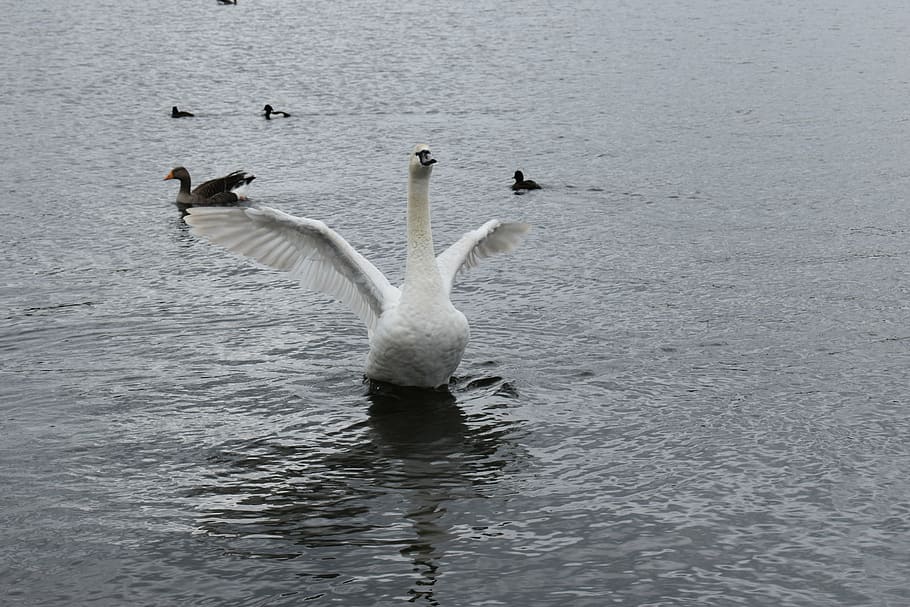 bird, park, their, pond, water, white, swan, beautiful, nature HD wallpaper
