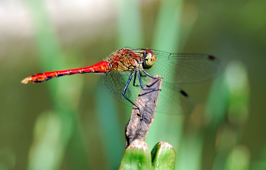 dragon-fly, insect, red, nature, animal themes, animal wildlife HD wallpaper