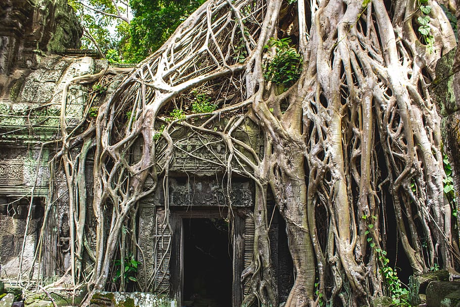 grey door surrounded by brown tree trunk, trees near concrete Angkor Wat at daytime