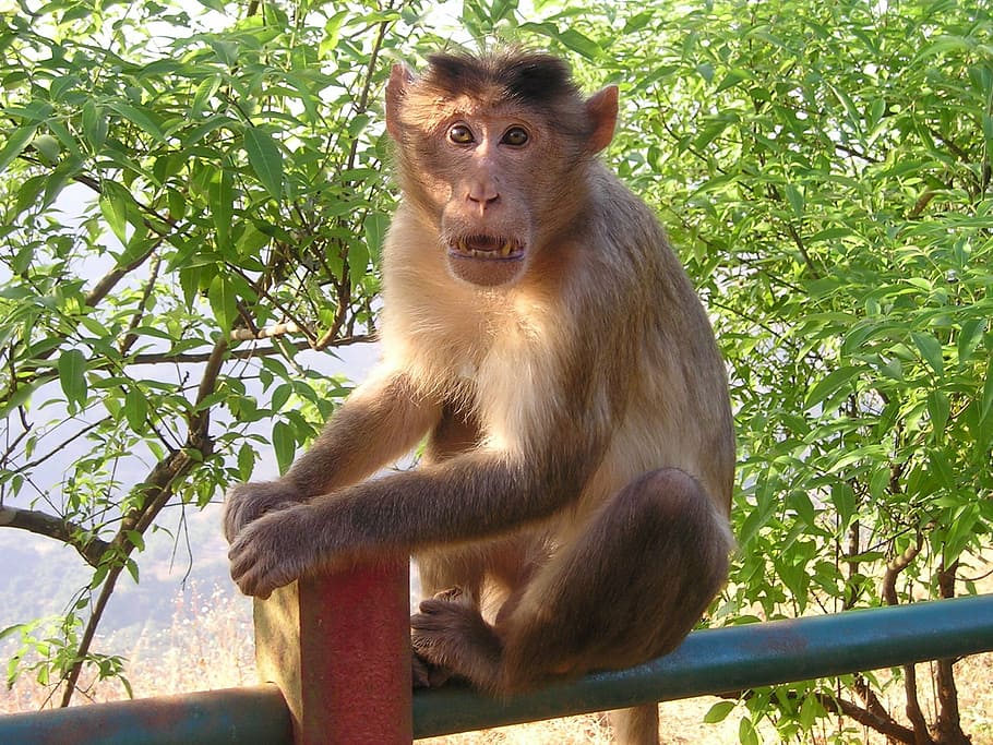 india, monkey, wild, primate, animal wildlife, animals in the wild HD wallpaper