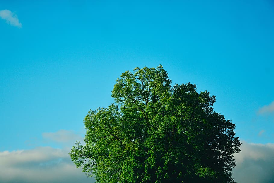 tree, green, nature, environment, summer, grass, forest, spring HD wallpaper