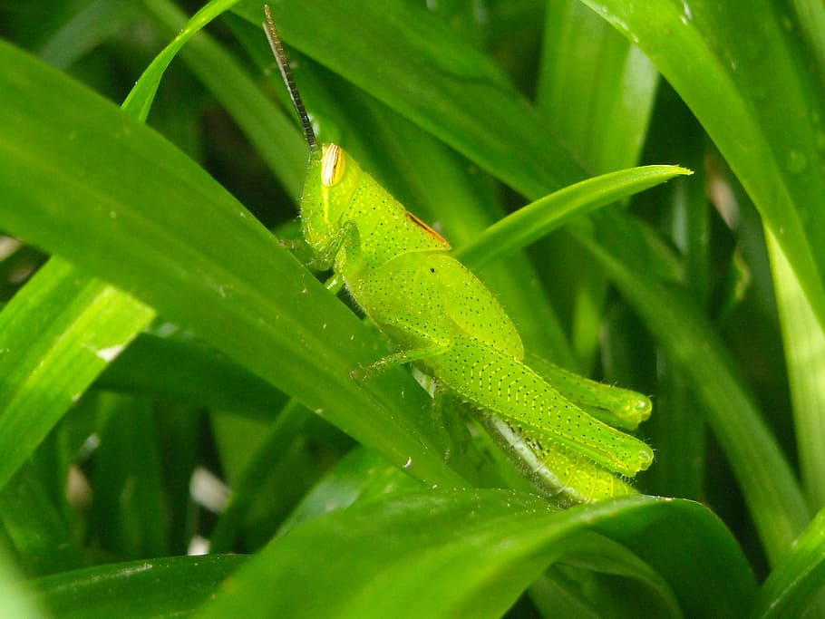grasshopper, green, leaf, pandan, nature, plant, green Color HD wallpaper