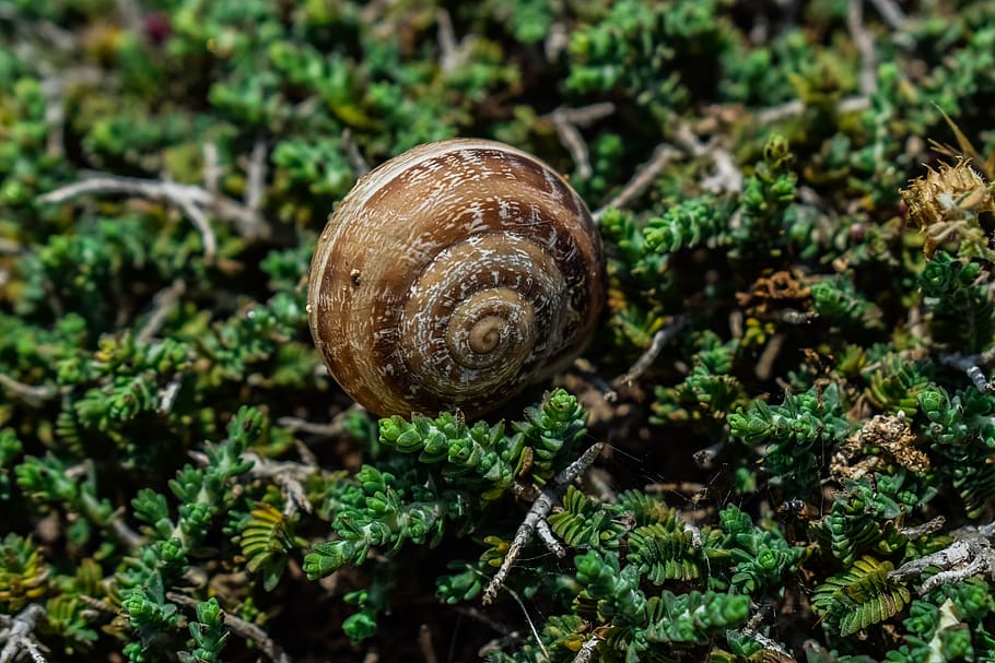 shell, snail, nature, flora, plant, close-up, growth, day, no people HD wallpaper