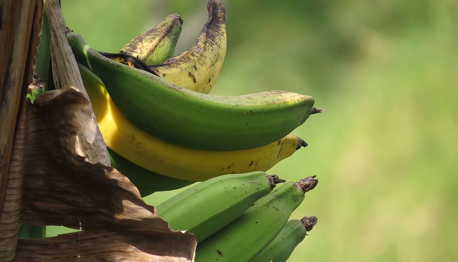 image, nature, banana, healthy eating, fruit, green color, food and drink HD wallpaper