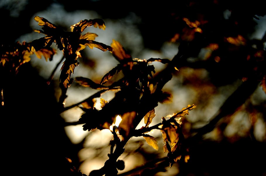 leaves, tree, leaf, colorful, nature, colors, sunset, dusk HD wallpaper
