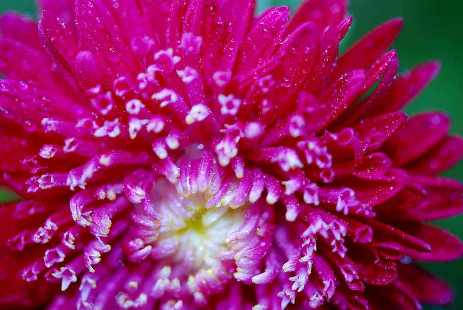 flower, macro, pink, spring, summer, floral, design, plant HD wallpaper