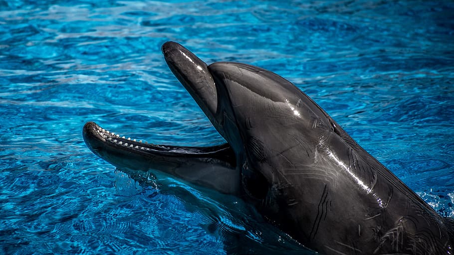 closeup photo of Dolphin on body of water, sea, ocean, fish, animal, HD wallpaper
