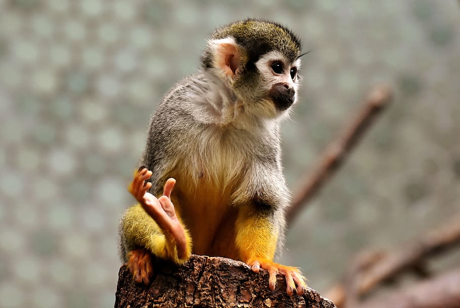 white and brown monkey standing on cut log, äffchen, cute HD wallpaper