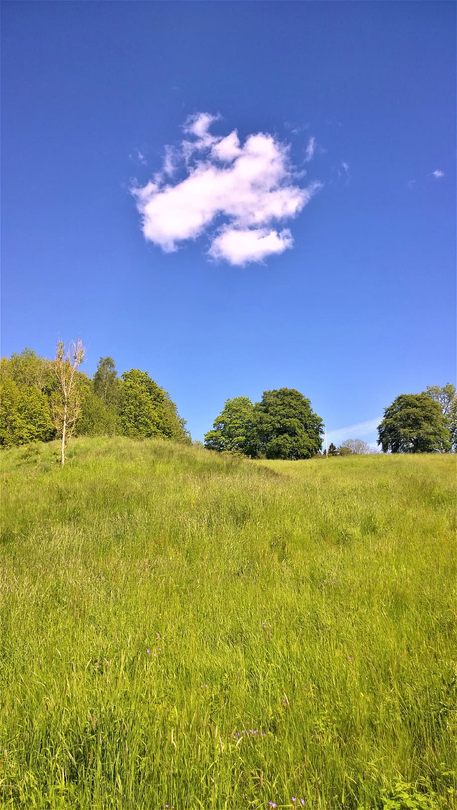 green grass field in clouds, bed, himmel, summer, landscapes HD wallpaper