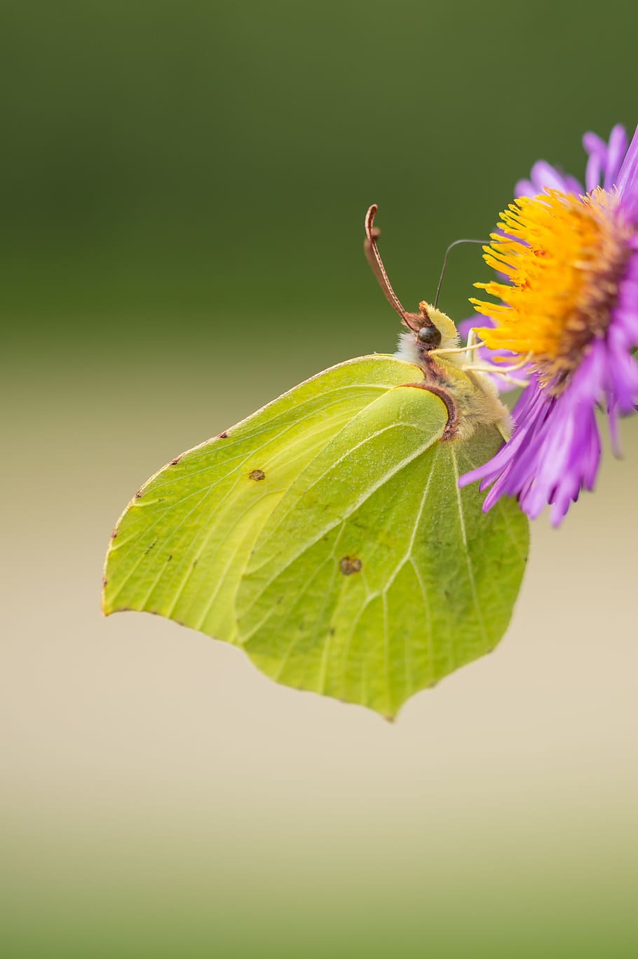 butterfly, macro, nature, bug, garden, insects, summer, flower HD wallpaper