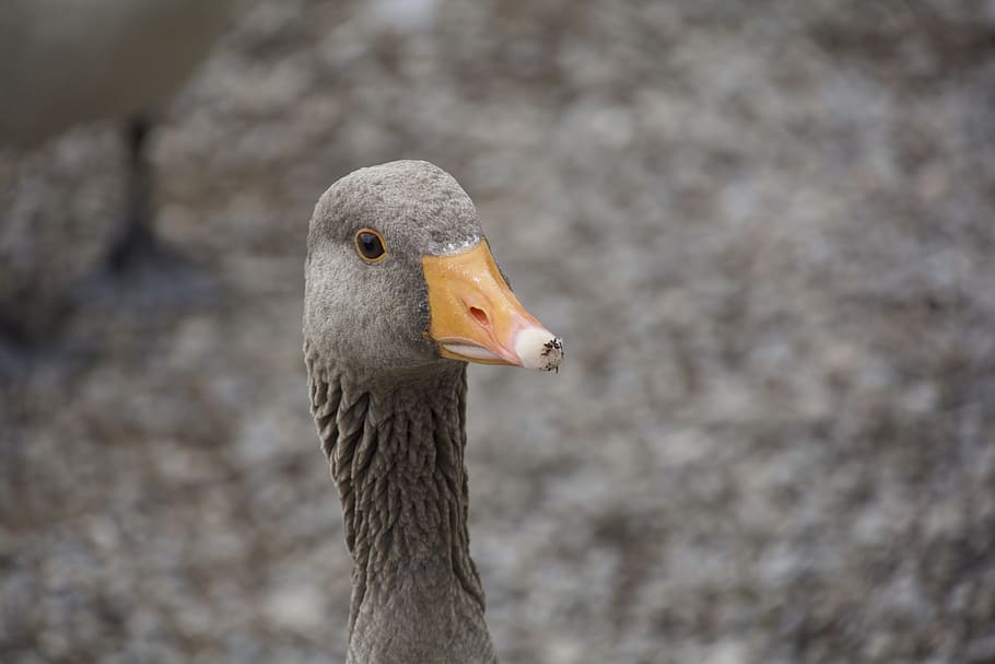 goose, beak, stare, orange, head, bird, neck, geese, animal wildlife HD wallpaper