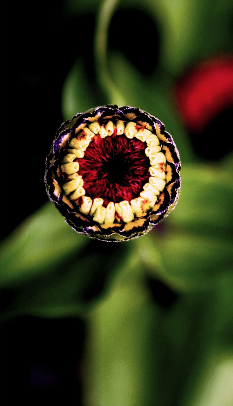 flower bud, nature, close-up, focus on foreground, beauty in nature HD wallpaper