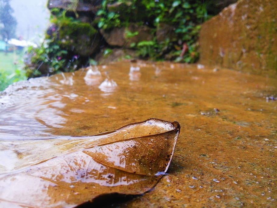Dry, Alone, Weather, leave, rain, autumn, color, wet, water HD wallpaper