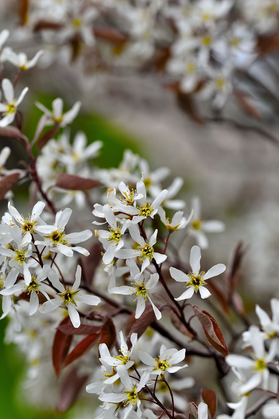Flowers, Blossoms, Spring, Bloom, Nature, tree, branch, springtime HD wallpaper