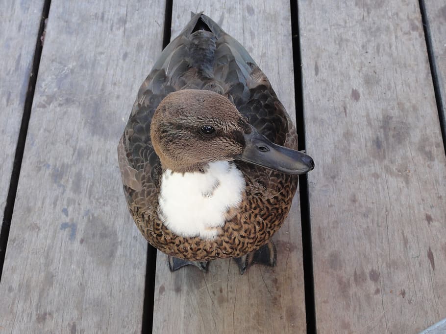 duck, animals, quack, animal themes, vertebrate, bird, animal wildlife HD wallpaper