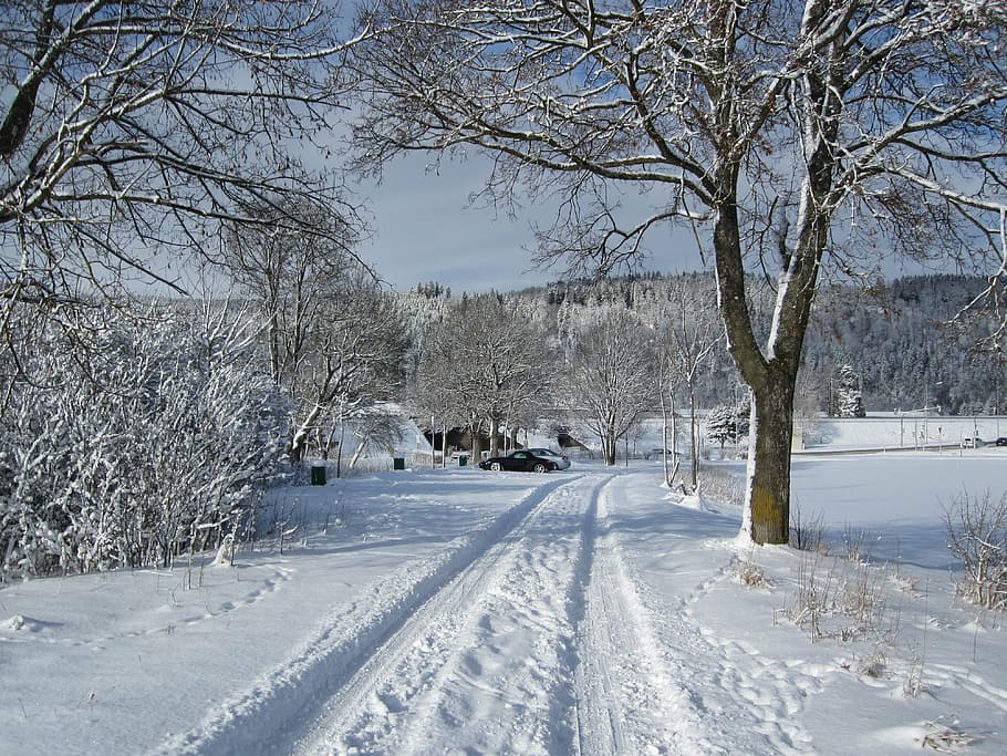 winter, snow, tree, away, cold temperature, bare tree, covering HD wallpaper
