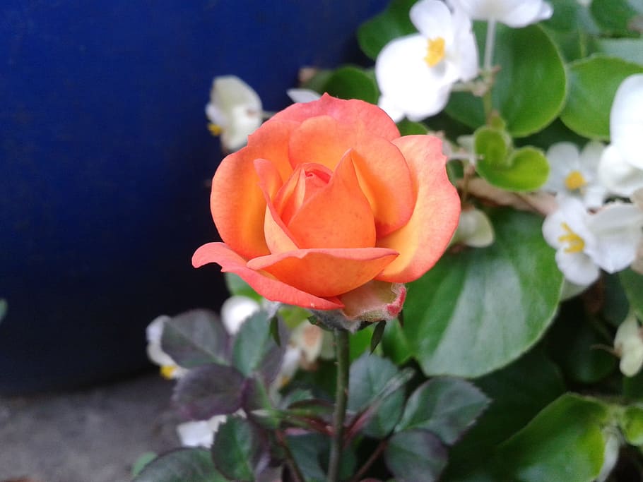 Orange, Flower, rose, nature, plant, flower head, petal, fragility HD wallpaper