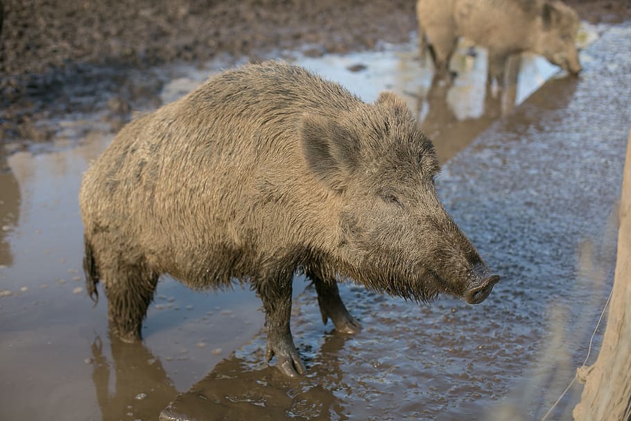wild pig, hatchery, animals, animal themes, mammal, animal wildlife HD wallpaper