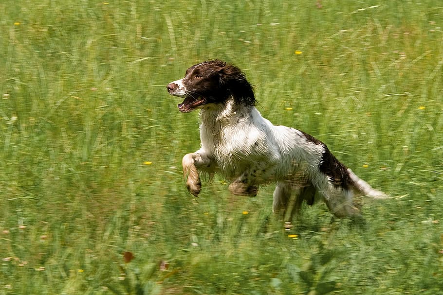 animal, dog, spaniel, training, movement, animal themes, one animal HD wallpaper