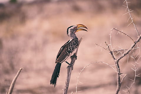 brown bird on gray branch, black and white bird on plant during daytime HD wallpaper