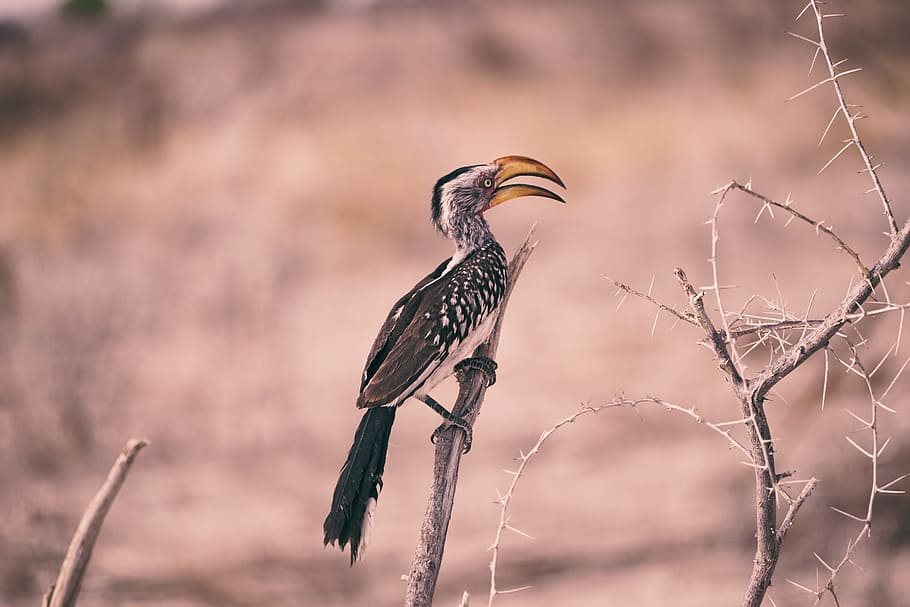 brown bird on gray branch, black and white bird on plant during daytime HD wallpaper