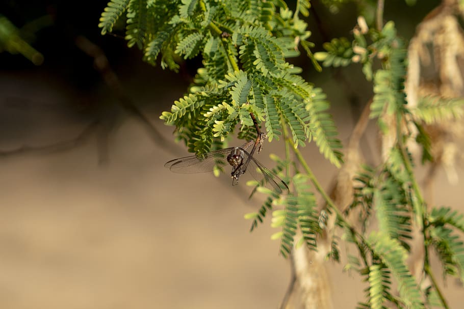 insects, dragonfly, nature, bug, plant, growth, green color HD wallpaper