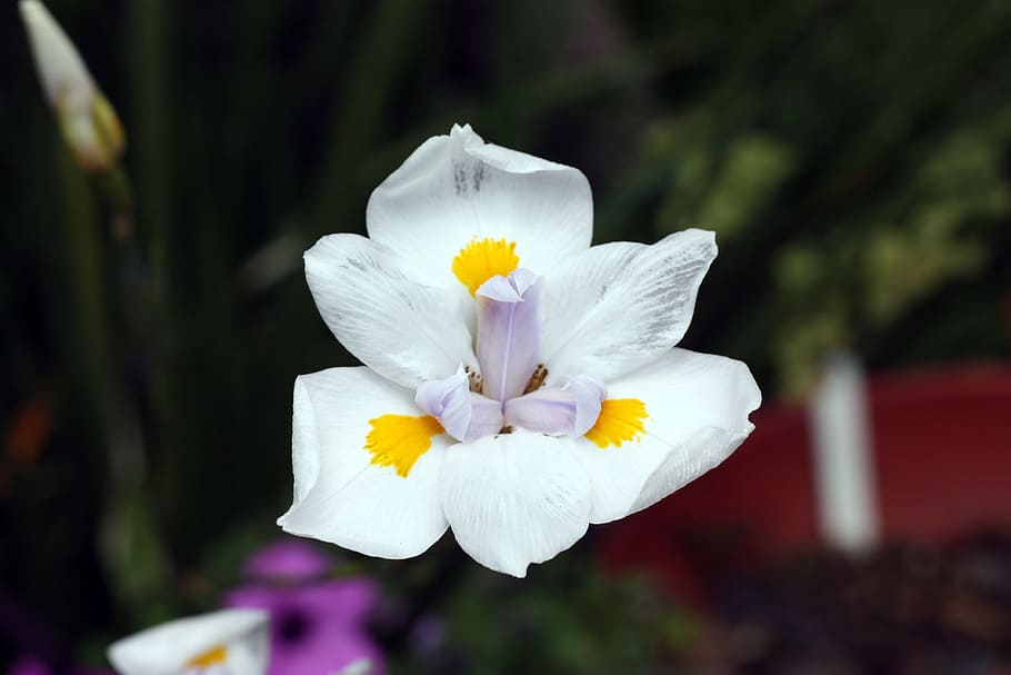 iris, flower, white, floral, garden, blossom, bloom, nature, HD wallpaper