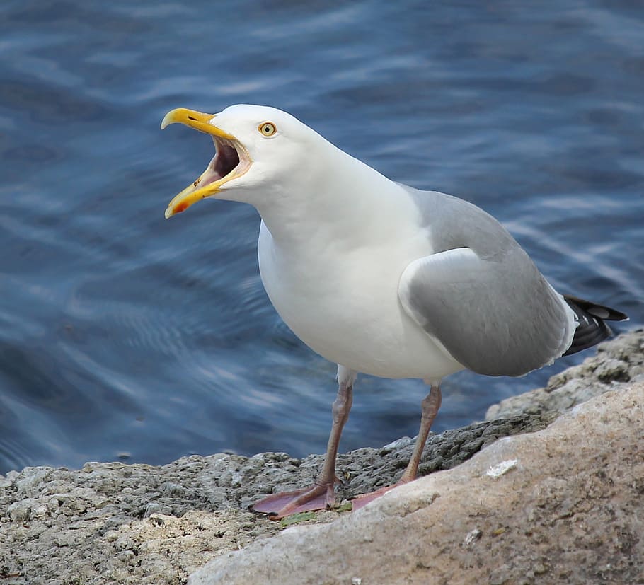 herring, gull, fox, river, bird, nature, animal themes, animal wildlife HD wallpaper