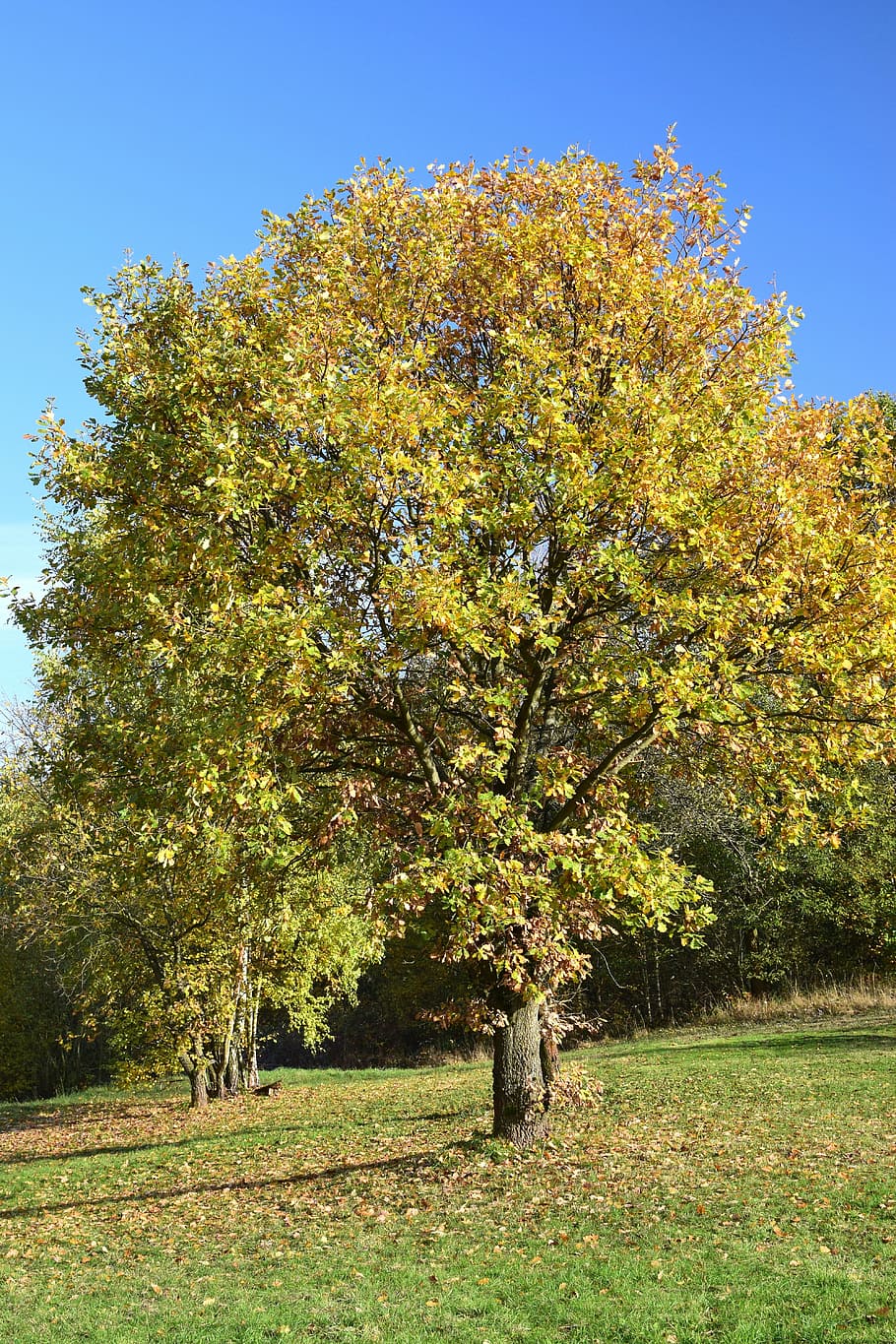 deciduous tree, autumn, innermost, coloring, nature, leaf, outdoors HD wallpaper