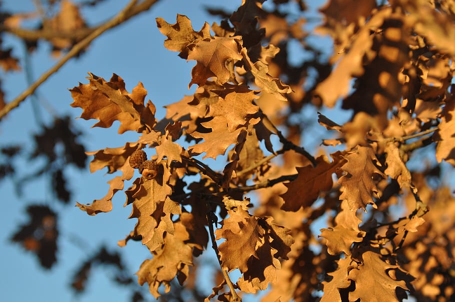 autumn, leaf, expired, plant part, change, nature, beauty in nature HD wallpaper