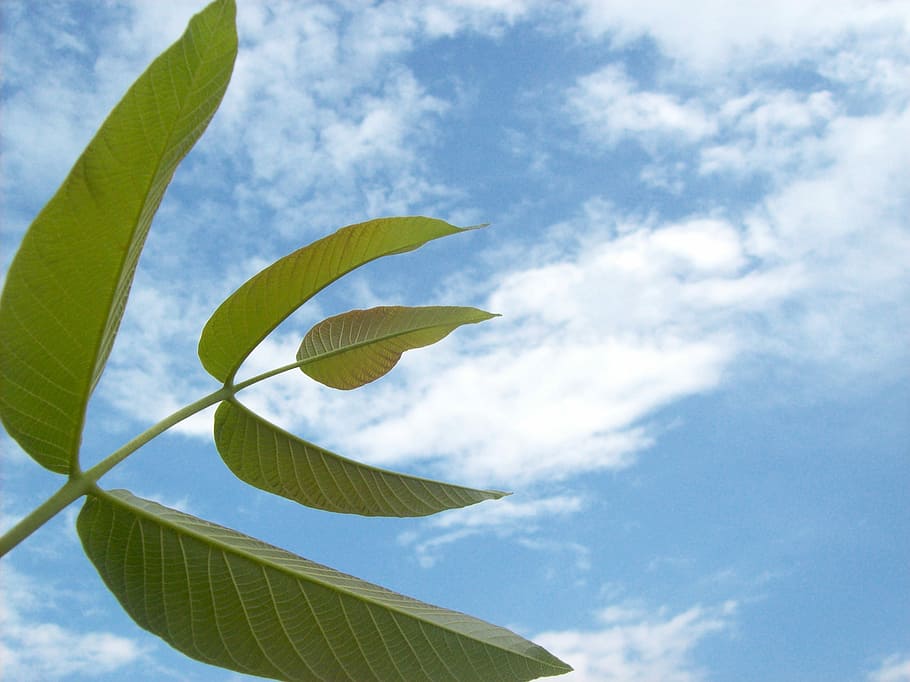 Branch, Close-Up, Cloud, cloudy, green, nature, plant, sky HD wallpaper
