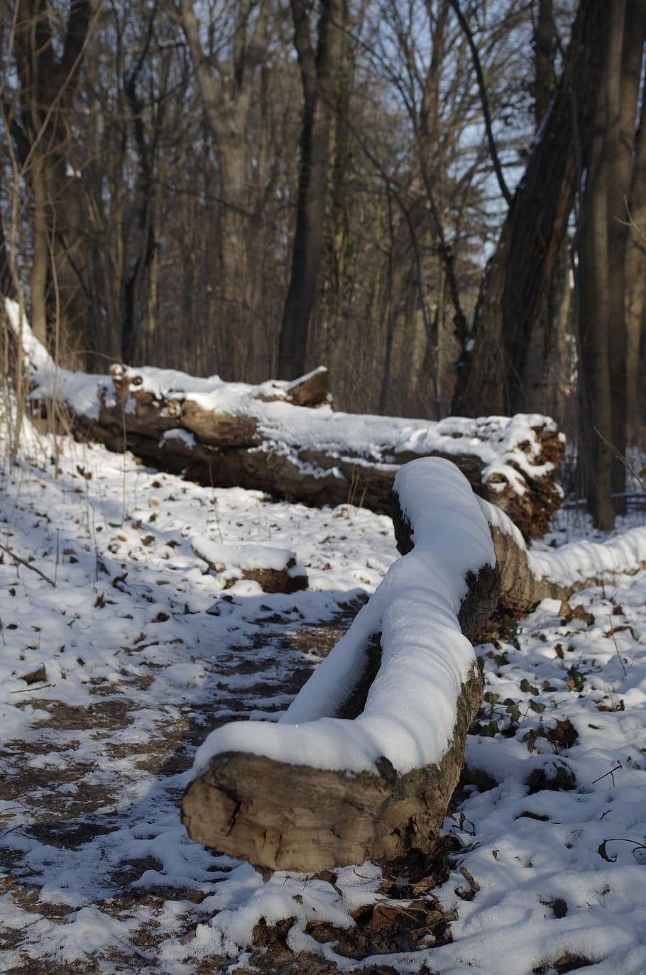 forest, tree, winter, snow, wintry, cold temperature, plant HD wallpaper