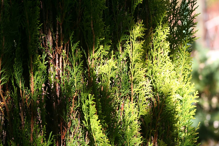 nature, tuia, green, tree, trees, plant, leaves, foliage, green color HD wallpaper