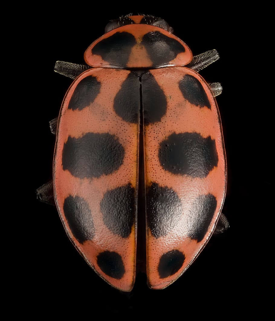 ladybug, spotted lady beetle, macro, insect, spots, wildlife HD wallpaper