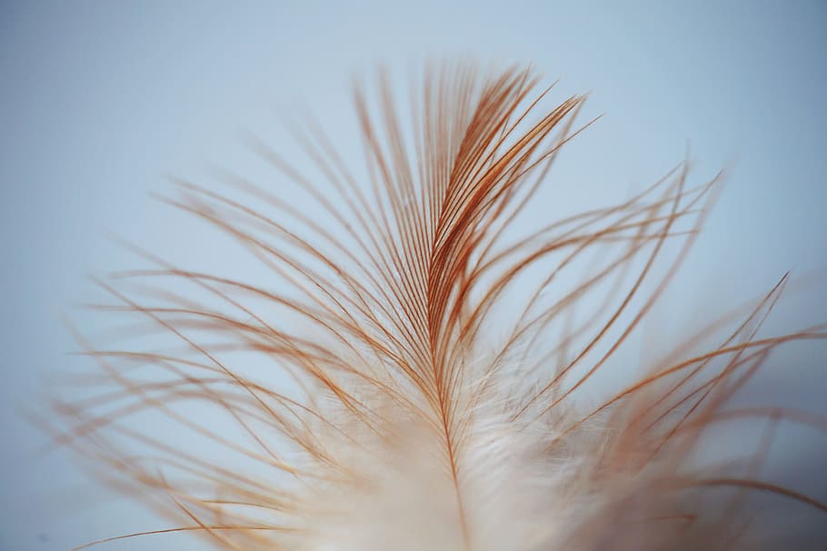 brown feather on macro shot, leaves, bird, strand, white, smooth HD wallpaper