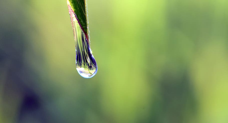 water drop close-up photo, drip, any drip, green, moist, wet HD wallpaper