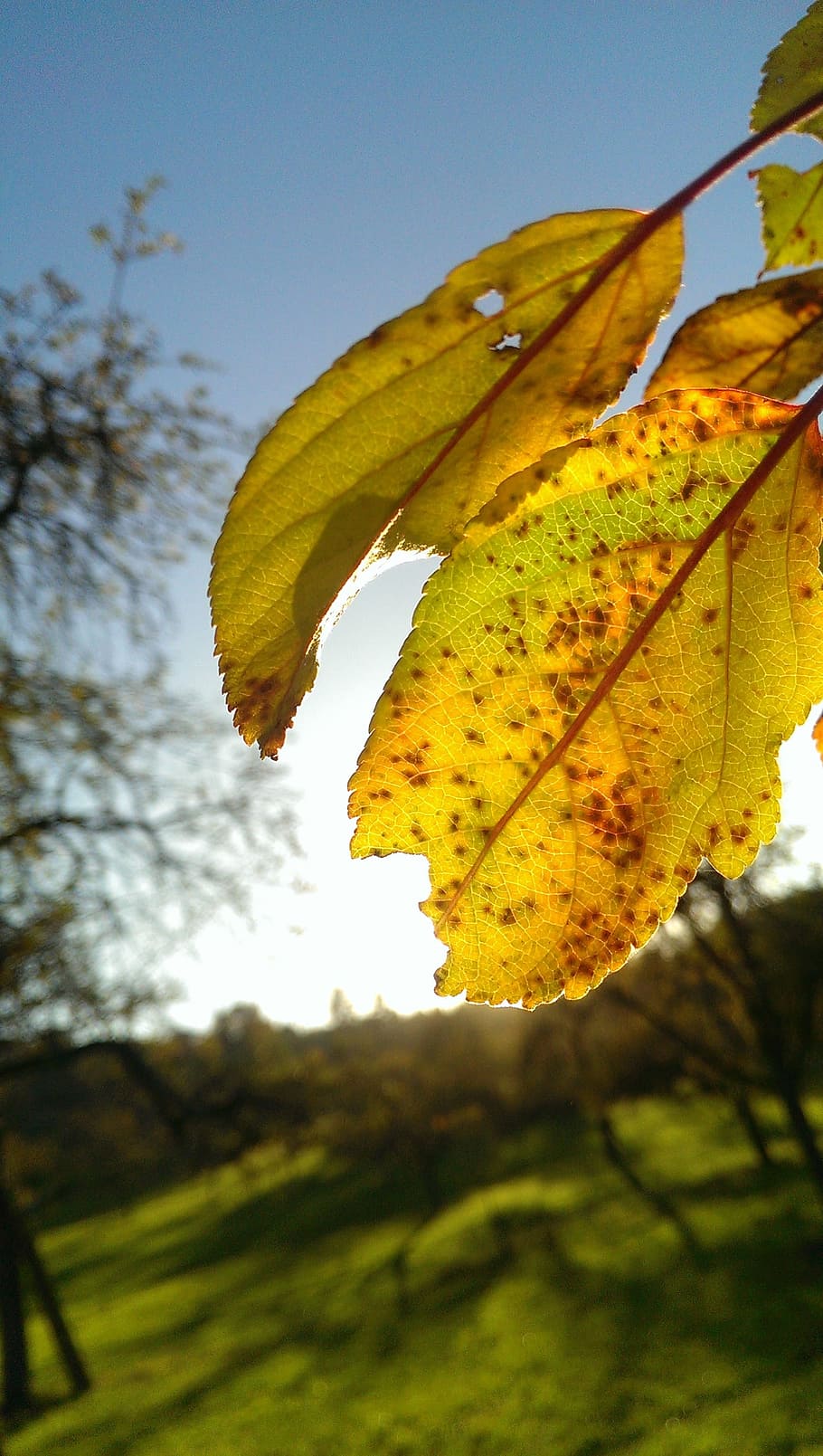 autumn, back light, leaf, sun, nature, out, plant part, close-up HD wallpaper