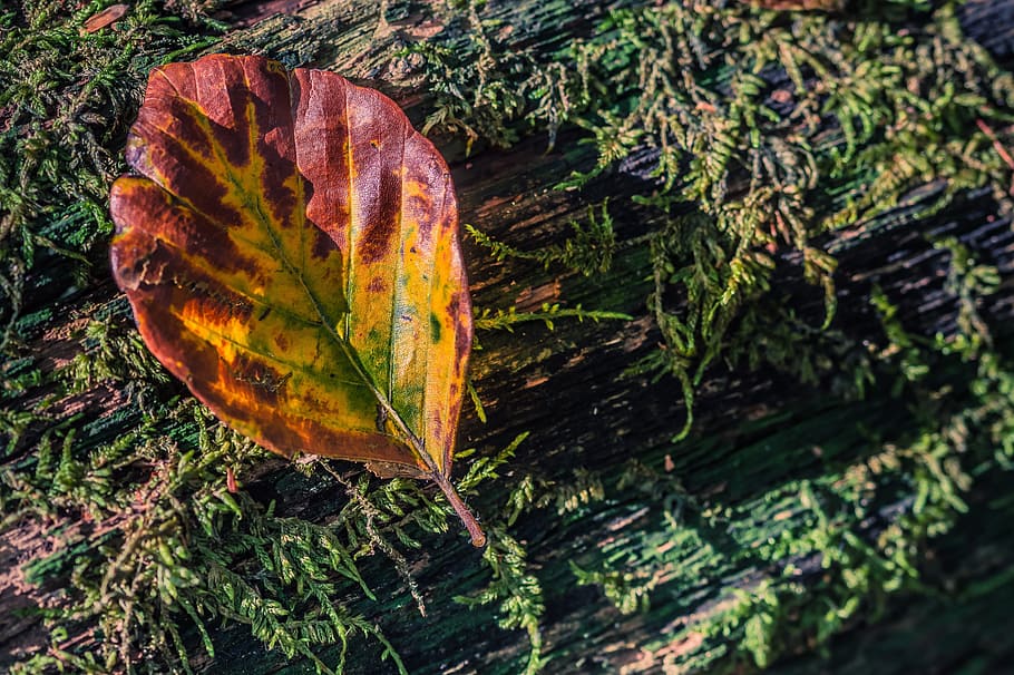 sheet, autumn, structure, nature, yellow, netherlands, forest HD wallpaper