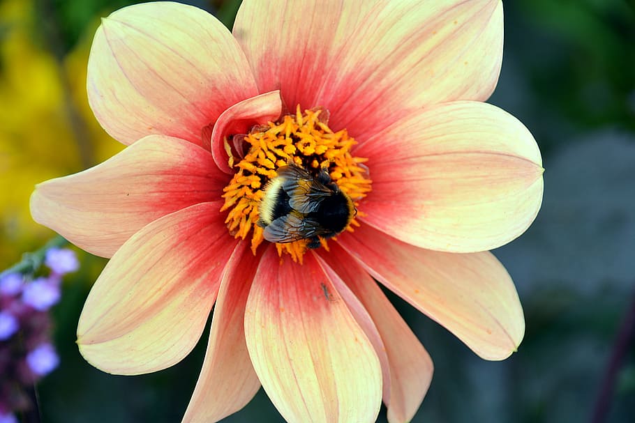 flower, bourdon, insect, forage, garden, flora, foraging, fauna HD wallpaper
