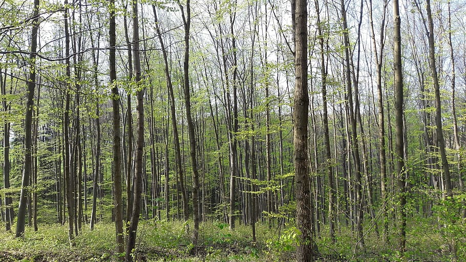 woods, trees, hike, forest, nature, land, plant, woodland, tranquility HD wallpaper