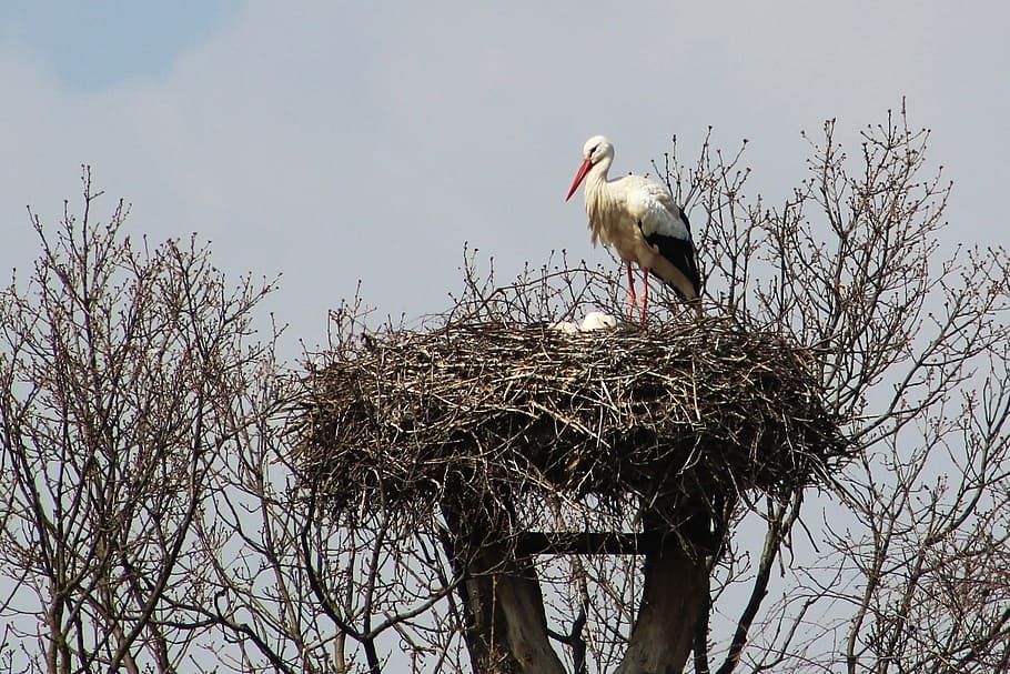 stork, nest, bird, nesting, stork's nest, wings, nature, feather HD wallpaper