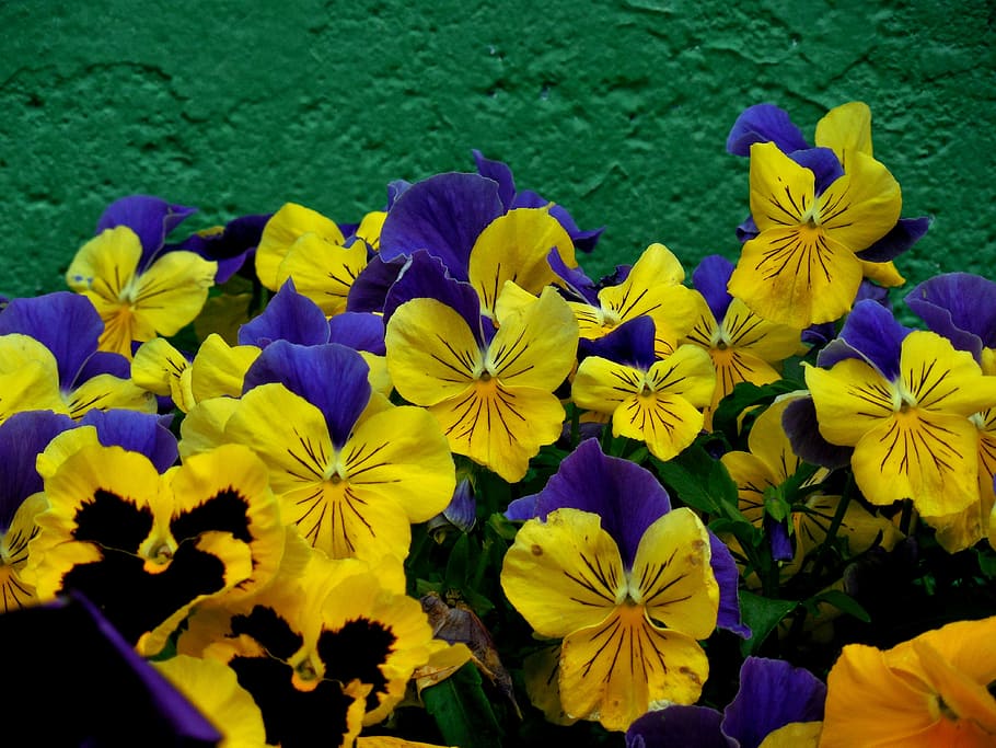 flower, pansy, spring, plant, floral, garden, violet, bloom HD wallpaper