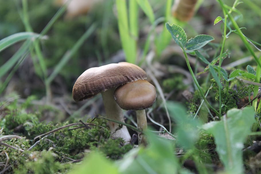 mushroom, grass, natural, food, vegetable, plant, growth, fungus HD wallpaper